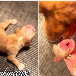 Frankincense - Buff male Cocker Spaniel puppy in Clinton, Oklahoma from Enchanted Spaniels