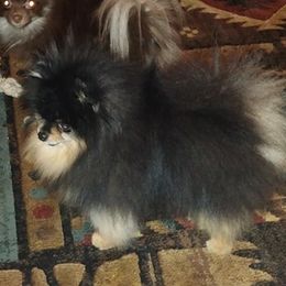 Pomeranians from Meek's Poms