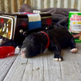 Boudreaux - Red Collar - Black and white male Bernedoodle puppy in Carencro, Louisiana from Southern Bayou Poodles and Doodles