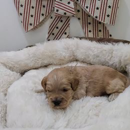 Baby Blue Comet - Sable male Cavapoo puppy in Casa Grande, Arizona from Curls and Camo Pups