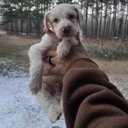 Dill - Cream male Aussiedoodle puppy in Wilkinsville, South Carolina from Feather Branch Farm and Kennel