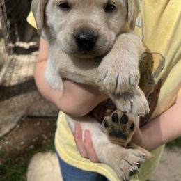 Labrador Retriever and Pembroke Welsh Corgi Puppies from Burress Family Farm and Kennels