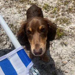 Riley - Chocolate and cream female Dachshund puppy in Hawthorne, Florida from Circle M Dachshunds