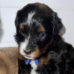 Aussiedoodles, Australian Mountain Doodles, Bernedoodles, Cavapoos, and Goldendoodles from CocoLove Doodles