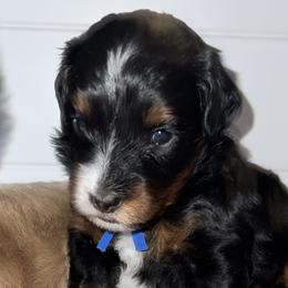 Aussiedoodles, Australian Mountain Doodles, Bernedoodles, Cavapoos, and Goldendoodles from CocoLove Doodles