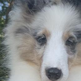 Shetland Sheepdogs from Glamar Shelties