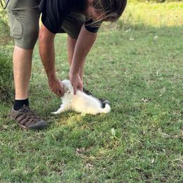 Arctica White Wolf Toy Perfection - White female Pomsky puppy in Perkins, Oklahoma from A-Dream Pomsky Kennel