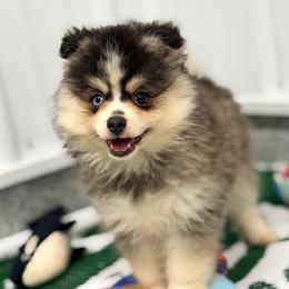 Sourdough - Black and white male Pomsky puppy in Centerville, Iowa from LJ Kennels Pomskies, LLC