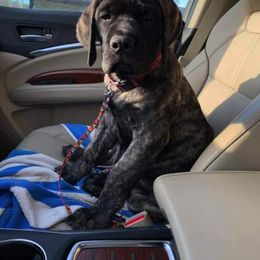 Mastiff All Grown Up from Eagle Clan Mastiffs