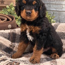 Brownie - Phantom male Goldendoodle puppy in Burleson, Texas from Kendall’s Kennel