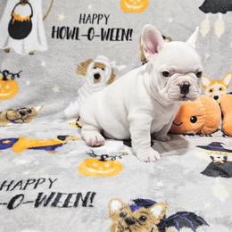 French Bulldog Puppies from JOLYNN Mecham