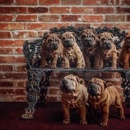 Chinese Shar-Pei Puppies from Dee Dee Wells's Chinese Shar-Pei