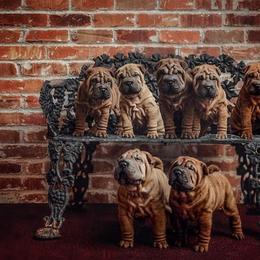 Chinese Shar-Pei Puppies from Dee Dee Wells's Chinese Shar-Pei