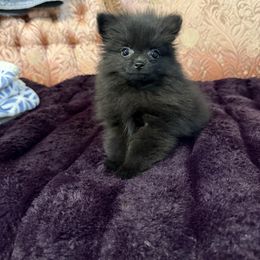 Rain - Black female Pomeranian puppy in California from Savvypomeranians