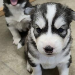 Gaston - Black and white male Siberian Husky puppy in Auburn, Washington from Black Diamond Siberian Huskies