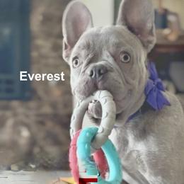 Everest - French Bulldog