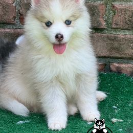 Porthos - Silver male Pomsky puppy in Eastman, Georgia from Once Upon A Pomsky