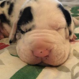 Great Dane Puppies from Lotsaspots Danes
