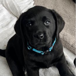 Blue Boy - Black Labrador Retriever puppy in Buckeye, Arizona from Foothills Labrador Retrievers