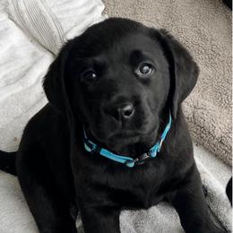 Blue Boy - Black Labrador Retriever puppy in Buckeye, Arizona from Foothills Labrador Retrievers