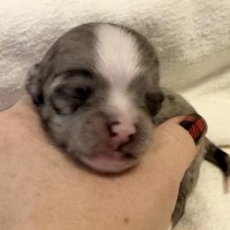 Cole - Merle male Chihuahua puppy in Brooklyn, Connecticut from Ladybug Chihuahuas