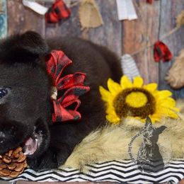 German Shepherd Puppies from Validus Pastoris Kennels