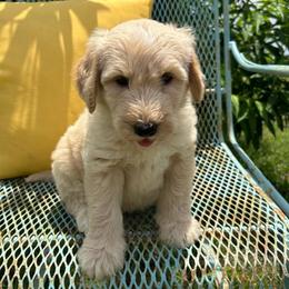 Light blue - Cream male Goldendoodle puppy in Seguin, Texas from Dude Ranch Doodles