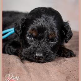 House - Black male Cockapoo puppy in Connersville, Indiana from Deaz Doodle Ranch