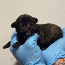 Male 2 - Black brindle male Cane Corso puppy in Cashion, Oklahoma from APEXOK Cane Corsos LLC