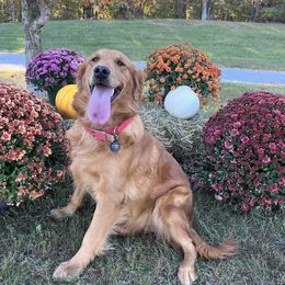 Oakley - Golden Retriever