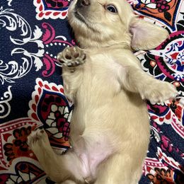 Dachshund Puppies from Island Farms Mimi’s Dachshunds Florida