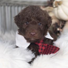 Quest - Red male Bordoodle puppy in Conway, Missouri from 2J 2K Bordoodles