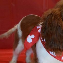 Cavalier King Charles Spaniels from Heart R Cavaliers