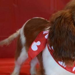 Cavalier King Charles Spaniels from Heart R Cavaliers