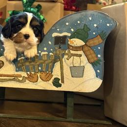 Flame - Tri-color male Cavalier King Charles Spaniel puppy in Lula, Georgia from Cavaliers by Crumley