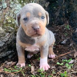 Female 1 - Blue female Catahoula Leopard Dog puppy in Gadsden, Alabama from Rich Cat’s