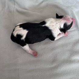 Girl 1 - Black and white female Aussiedoodle puppy in Reddick, Florida from Cooper’s Mini Doodles