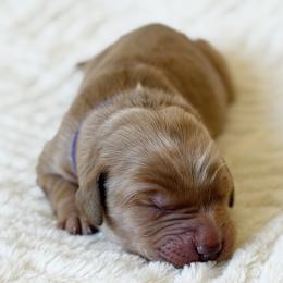 Abigail - Purple - Dark golden female Golden Retriever puppy in San Martin, California from Church Creek Retrievers