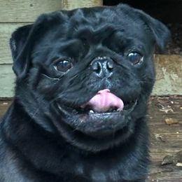 Shadow - Pug