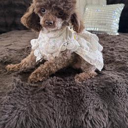 Cupcake - Brown female Poodle puppy in Fredericktown, Missouri from Doodle Pups Fur-Ever