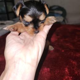 Helga - Black and gold female Yorkshire Terrier puppy in Pflugerville, Ohio from Little Yorkie World Texas