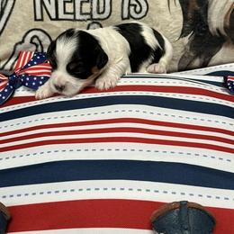 Cabellero El Cid of A Royal Havanese Court - Black and white male Havanese puppy in North Richland Hills, Texas from A Royal Havanese Court