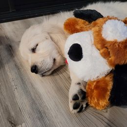 Golden Retriever Puppies from Kathleen Harris