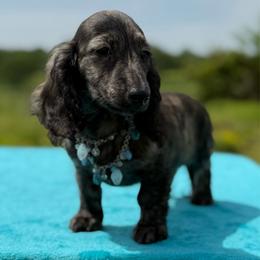 Hugo - Brindle male Dachshund puppy in Lincoln, Arkansas from Red Dirt Dachshunds