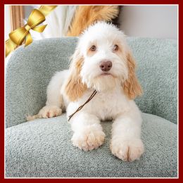 Nancy - Red female Cockapoo puppy in Connersville, Indiana from Deaz Doodle Ranch