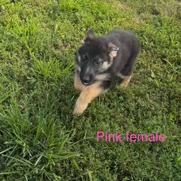Pink - Black and red female German Shepherd puppy in Greentown, Indiana from AK