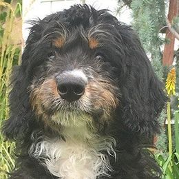 Bernedoodle adult dog