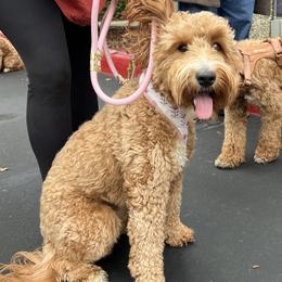 Rue - Goldendoodle