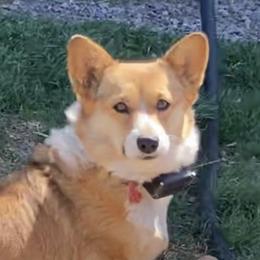 Ellie - Pembroke Welsh Corgi
