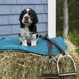 Zenyatta - Black white and tan female English Springer Spaniel puppy in Barnstead, New Hampshire from C & S Farms